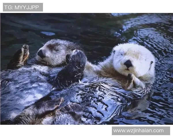 掠夺者与企鹅的生存斗争揭示自然界的残酷法则与生态平衡的重要性